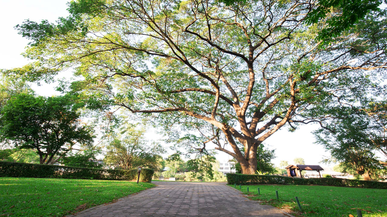 Gartenanlage Hotel Felix River Kwai