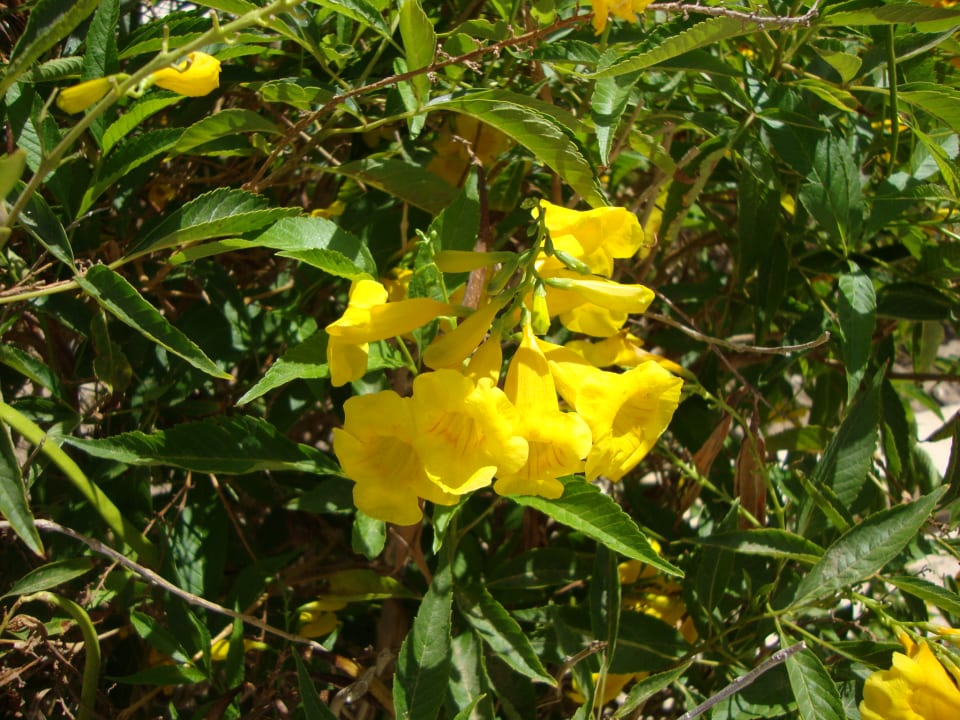 Gartenanlage Hotel Sheraton Soma Bay Resort