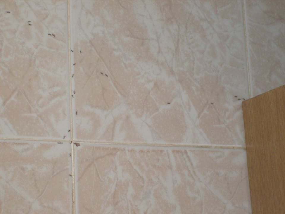 Ameisen im Zimmer HSM Club Torre Blanca