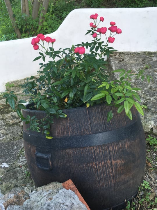 Gartenanlage The Beach House