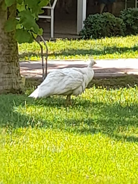 Gartenanlage Seaden Sea World Resort & Spa