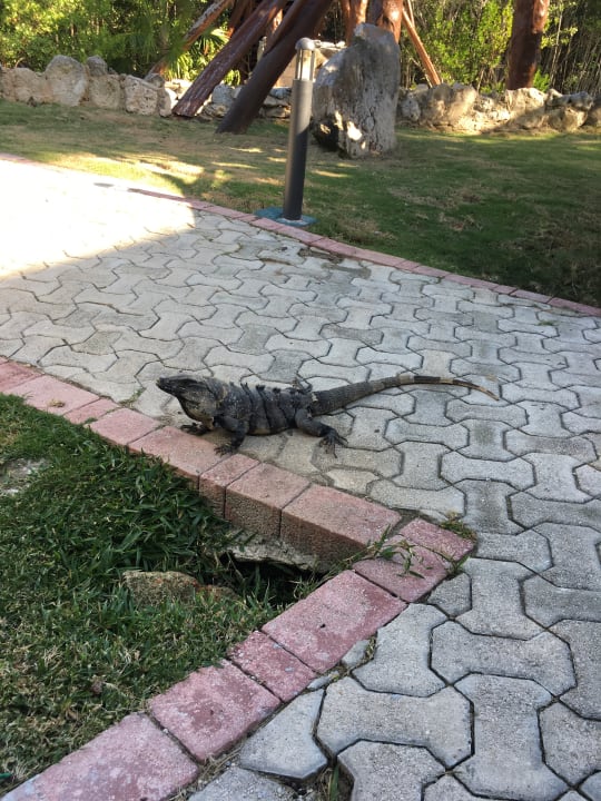 Gartenanlage TRS Yucatan Hotel - Adults only