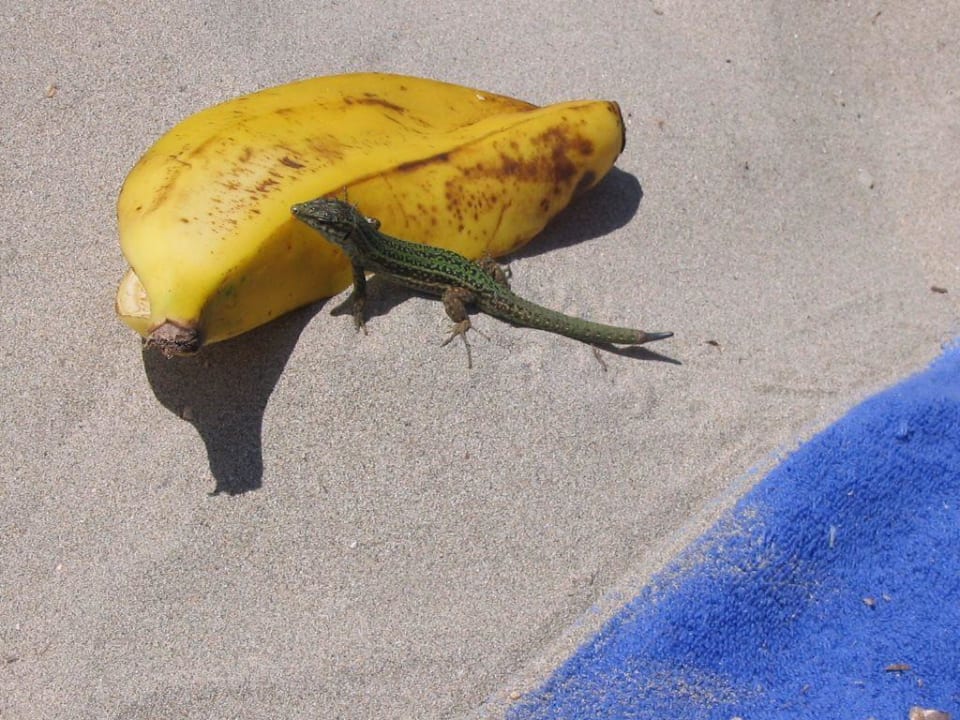 Strandbesucher Grand Palladium Select Palace Ibiza