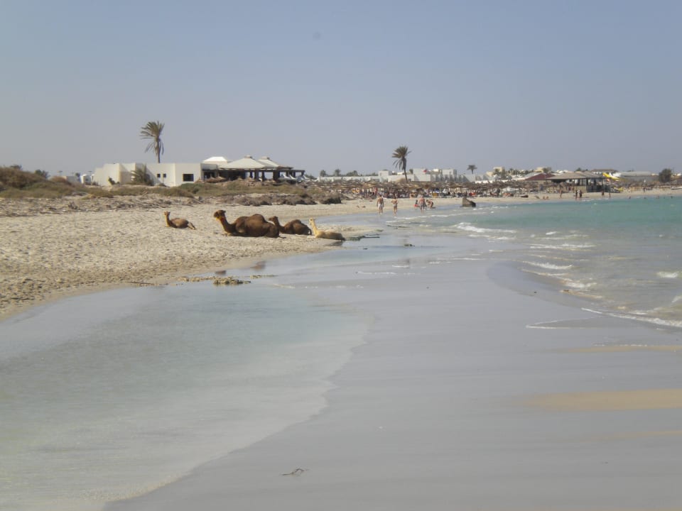 Kamele am Strand Iberostar Waves Mehari Djerba