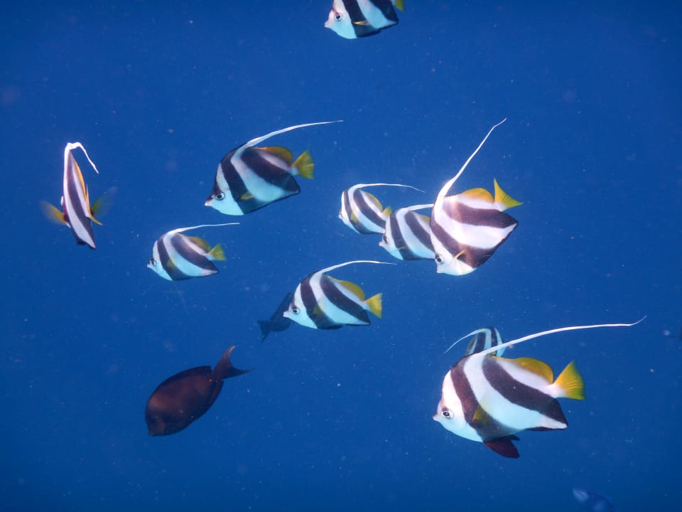 Sport & Freizeit NH Collection Maldives Reethi Resort