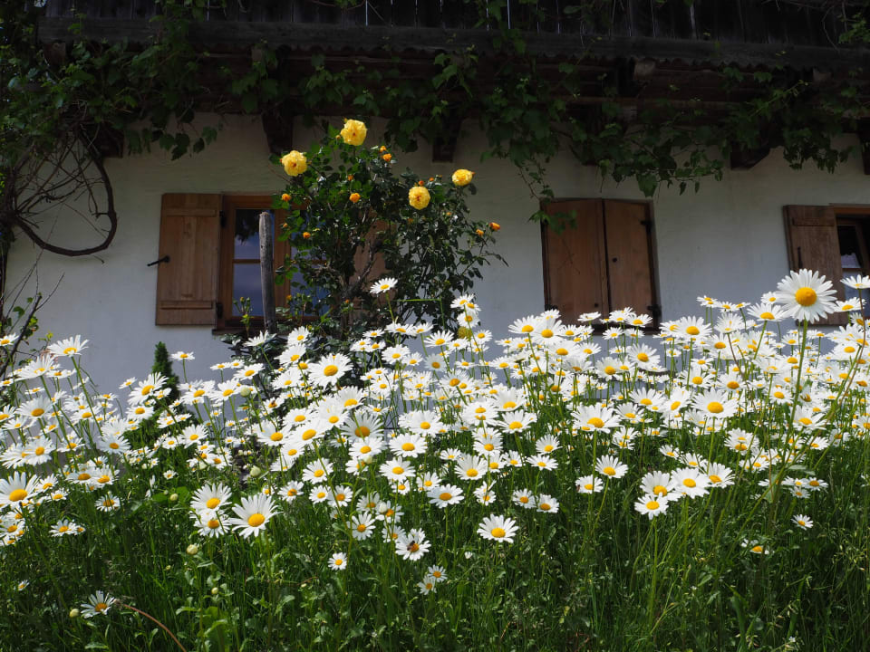 Sommeridyll Stettnerhof