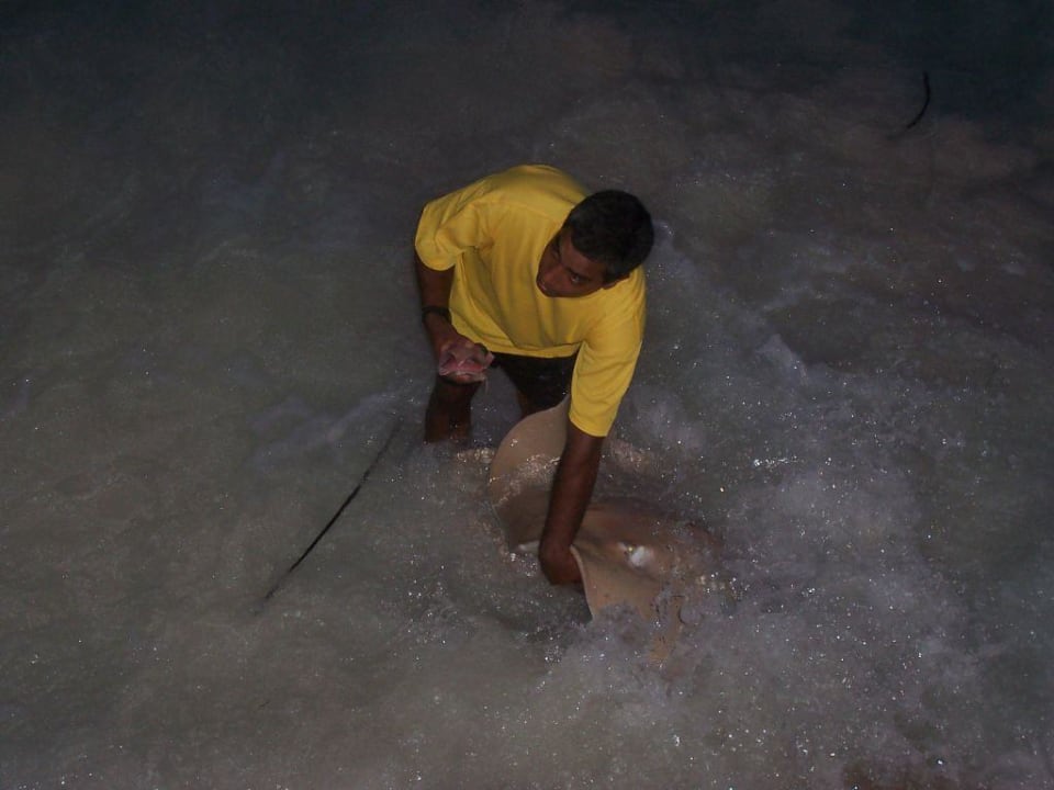 Mantafütterung Kuramathi Maldives