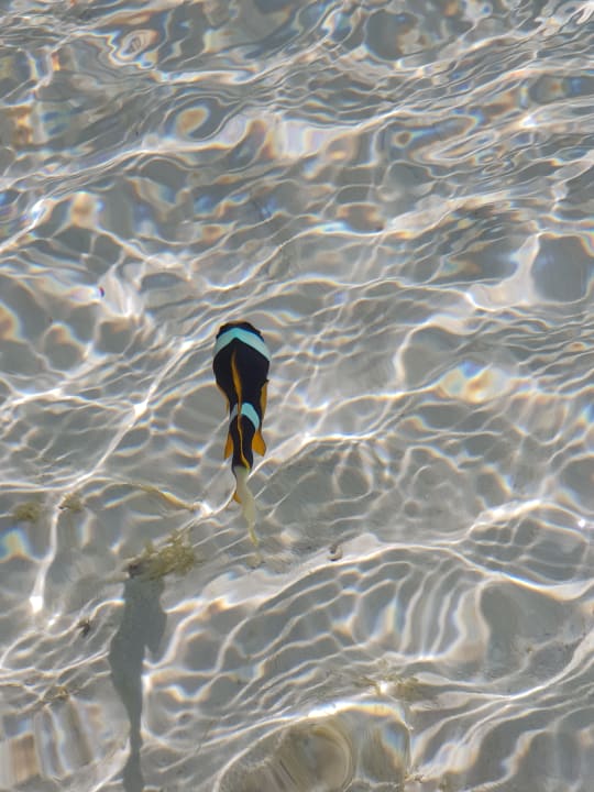 Sport & Freizeit Neptune Pwani Beach Resort & Spa