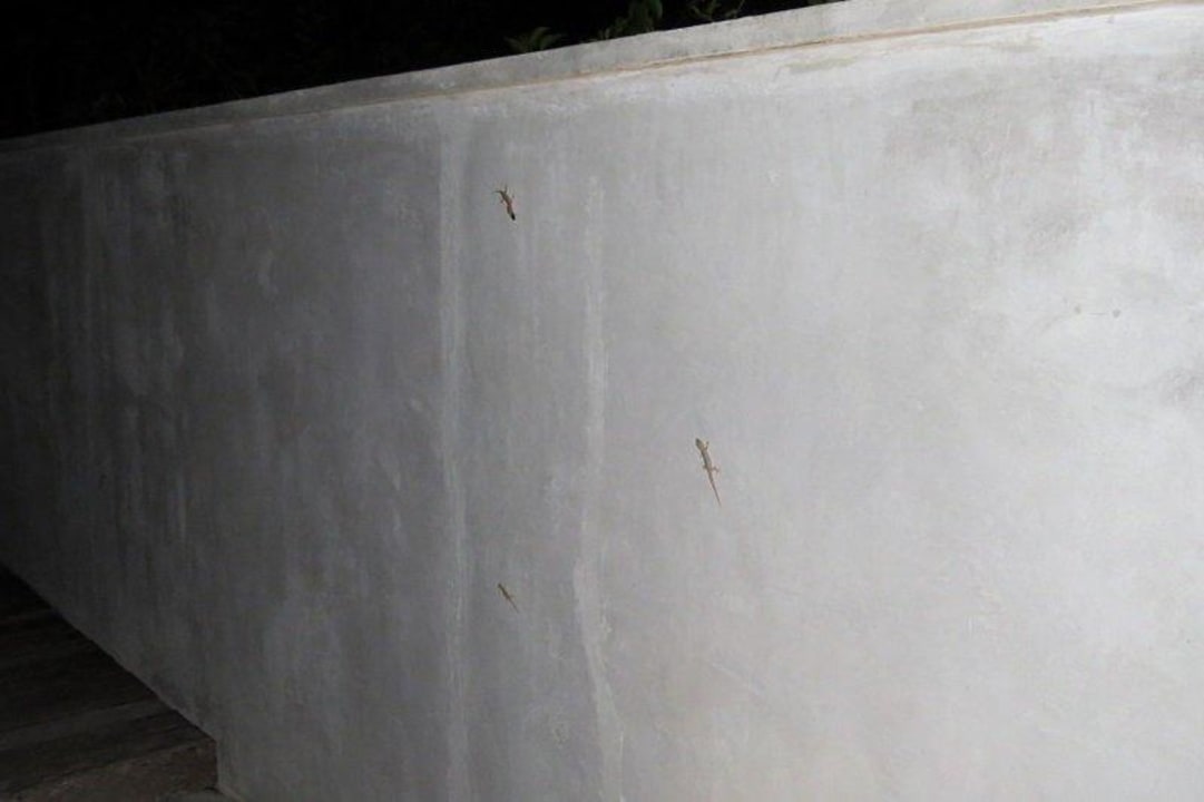 Viele Mitbewohner aber auch Mückenschutz Kuramathi Maldives