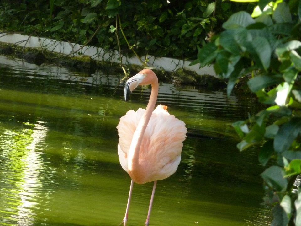 Flamingos laufen rum Hotel Grand Palladium Palace Resort, Spa & Casino