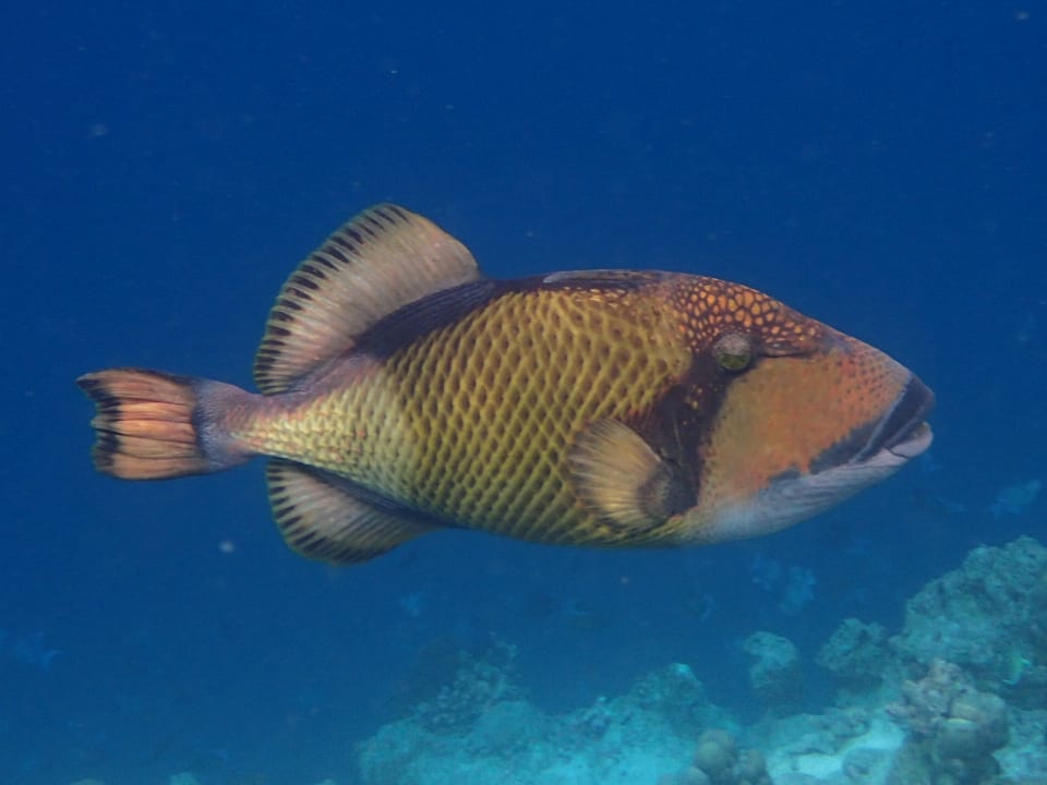 Sonstiges Reethi Beach Resort