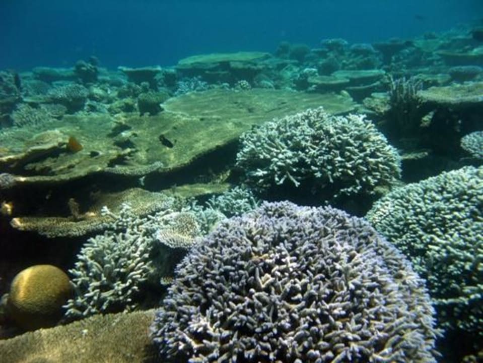 Unterwasser Eri Maldives