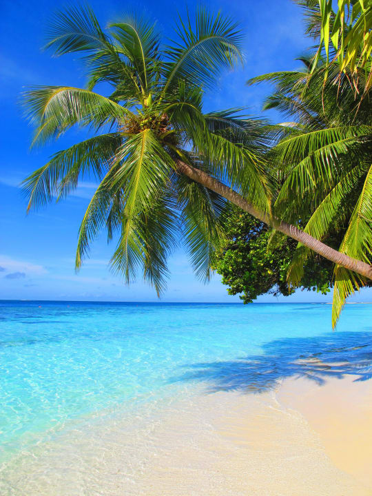 Einfach nur traumhaft! Vilamendhoo Island Resort & Spa