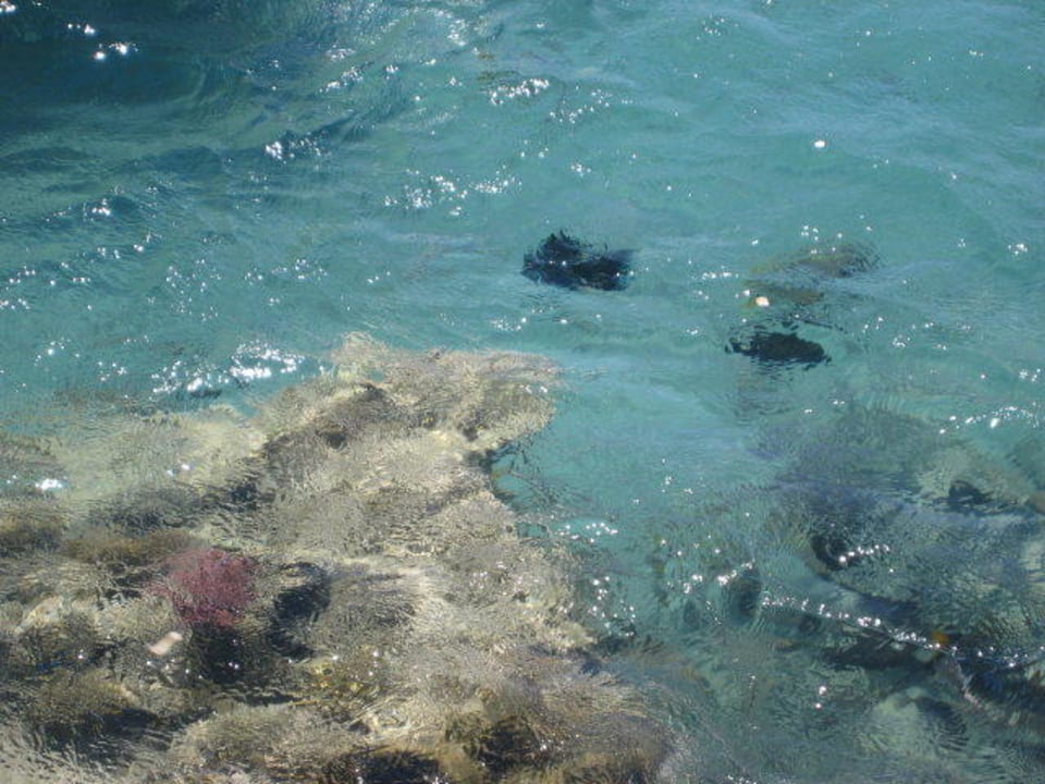 Sauberes Wasser Hotel JAZ Makadi Star & Spa