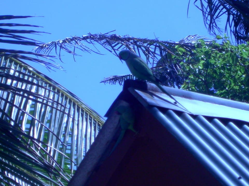 Vögel auf dem Dach Summer Island Maldives