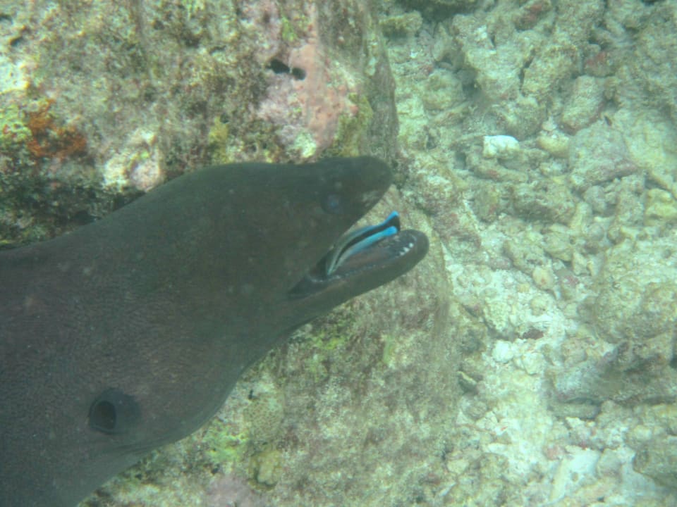 Schnorcheln Kuramathi Maldives