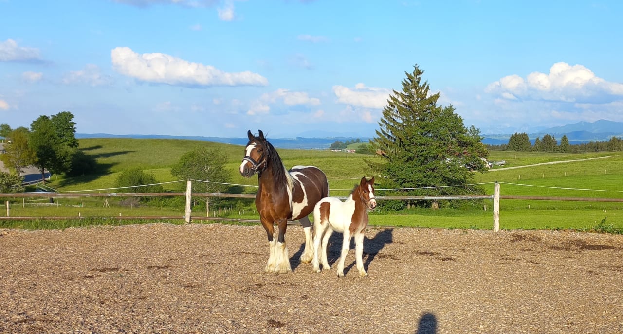 Sonstiges Ferienhof Kastanienhof Eschach
