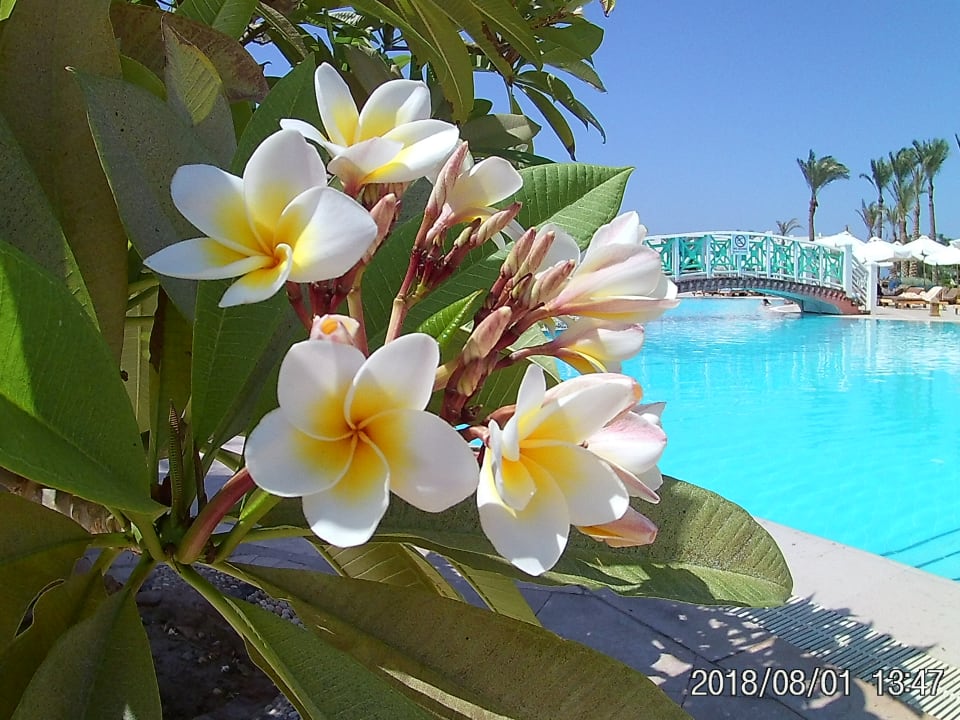 Pool Hilton Marsa Alam Nubian Resort