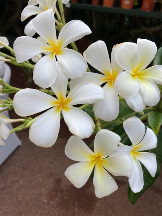 Gartenanlage Hotel Parque Tropical