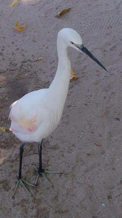 Gefährliches Biest :D Embudu Village