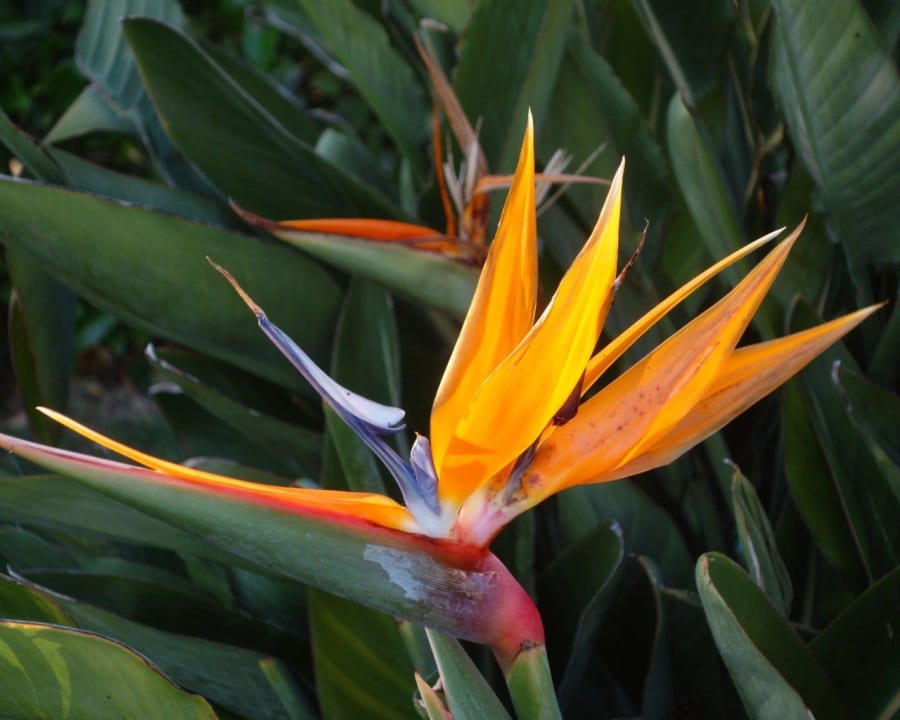 Strilizie Limak Limra Hotel & Resort