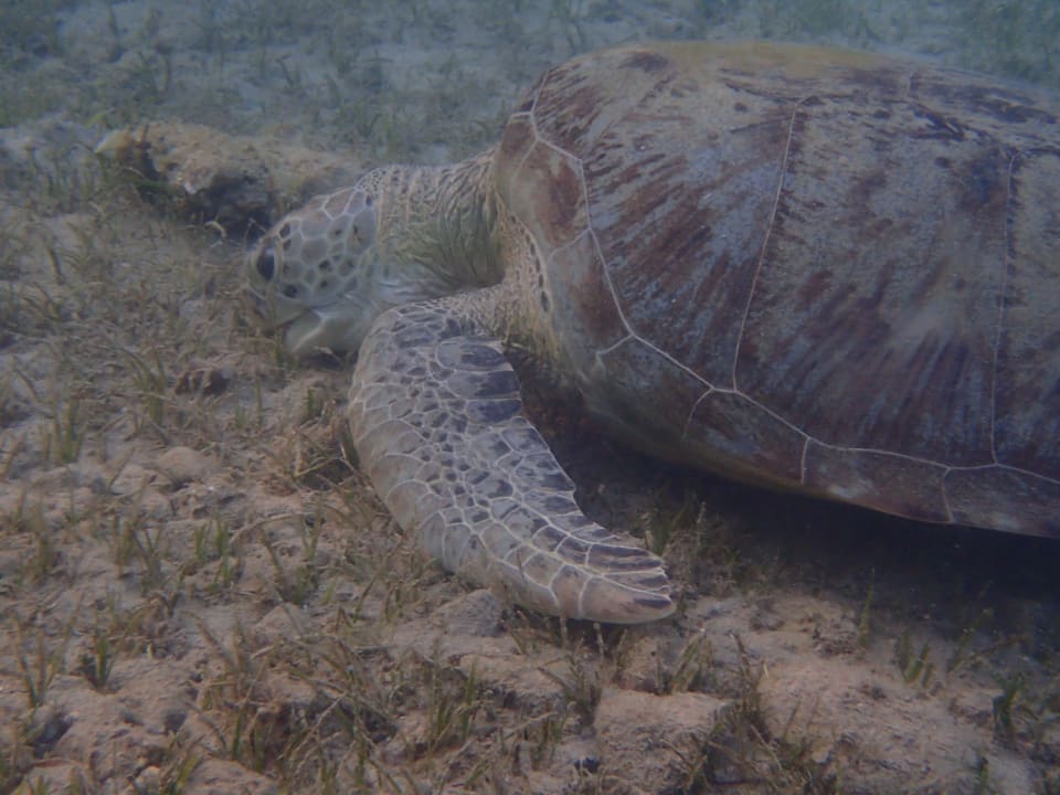 Sport & Freizeit Shams Alam Beach Resort