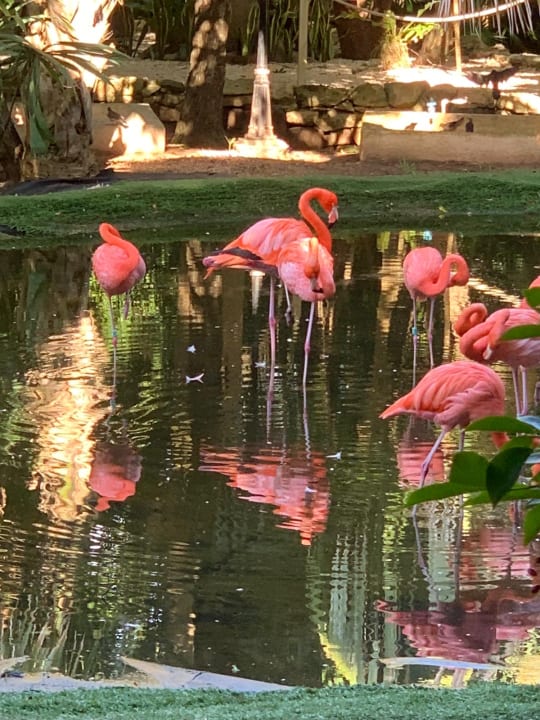 Gartenanlage Grand Palladium Kantenah Resort & Spa