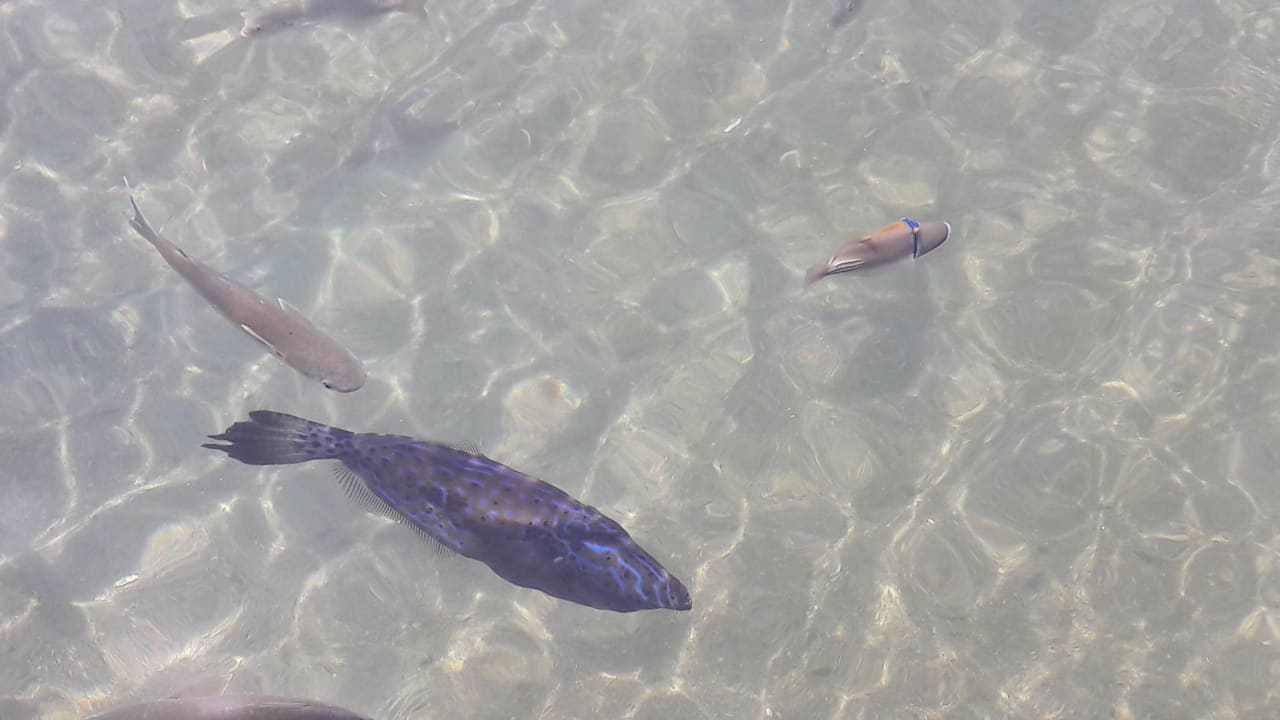 Fische Pickalbatros Dana Beach Resort - Hurghada