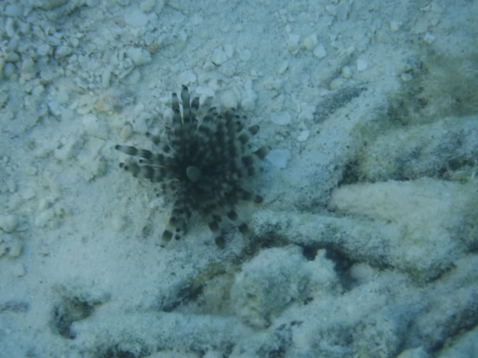 Riffe Summer Island Maldives