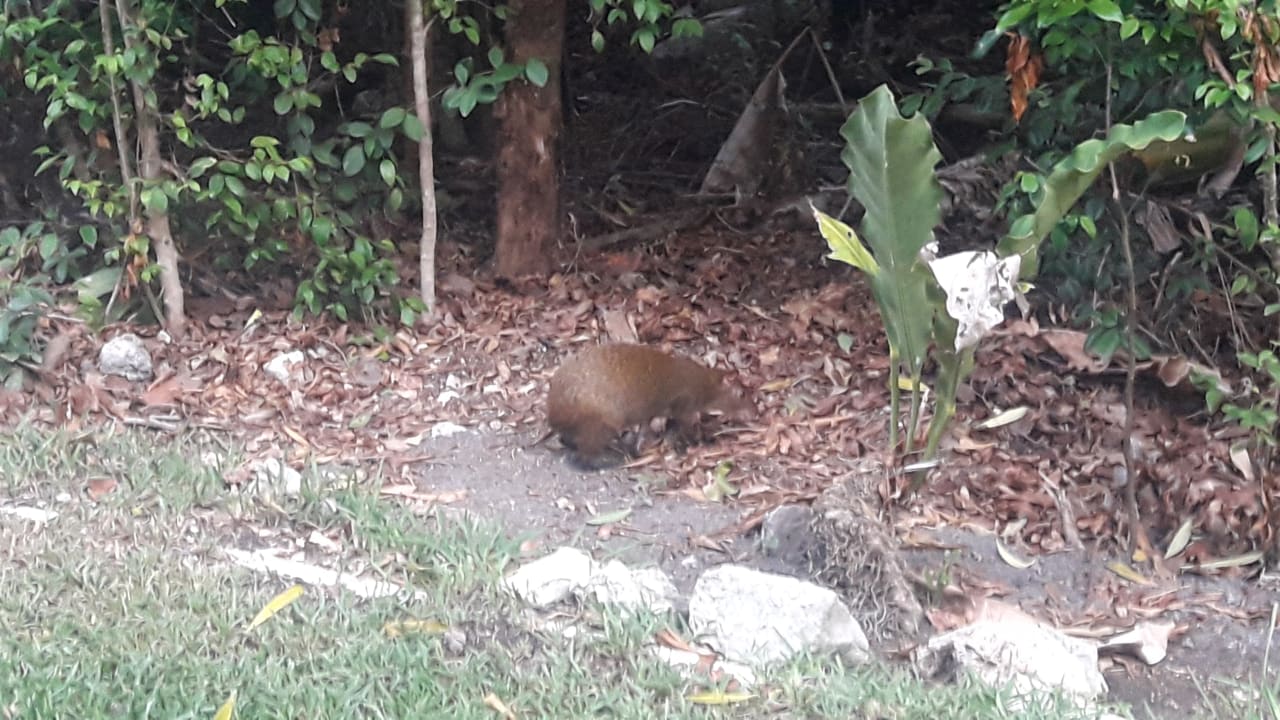 Sonstiges Grand Palladium Select White Sand Resort & Spa