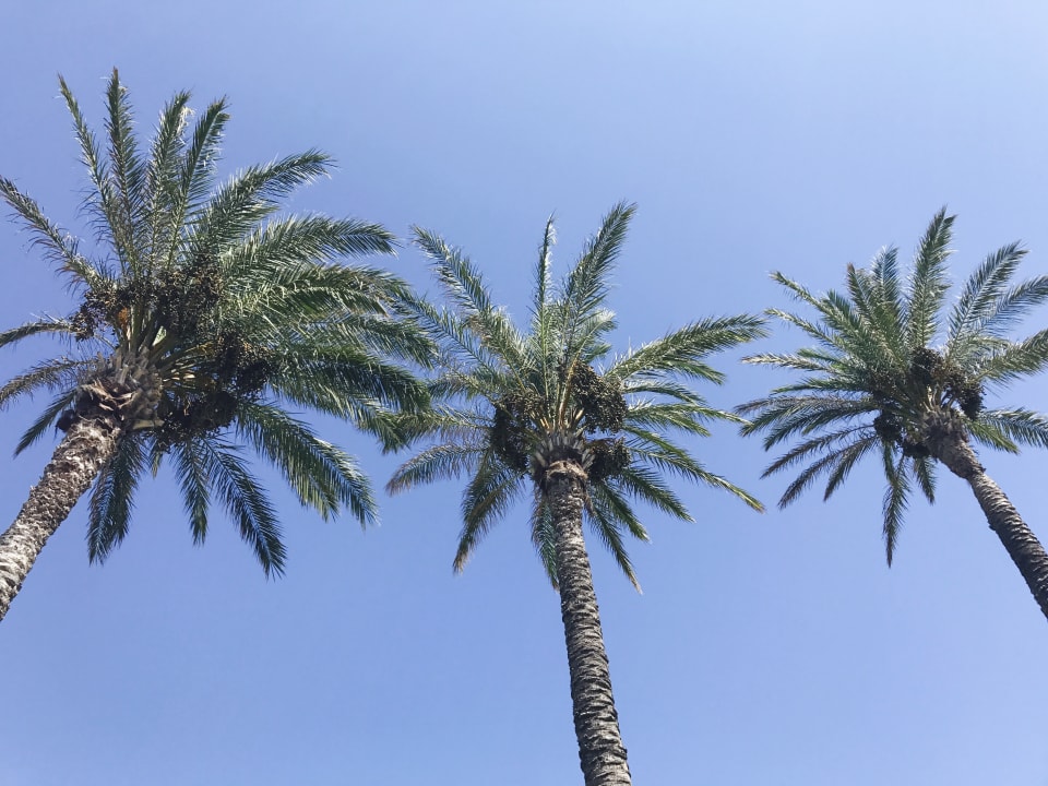 Sonstiges Hotel Horizon Beach Resort