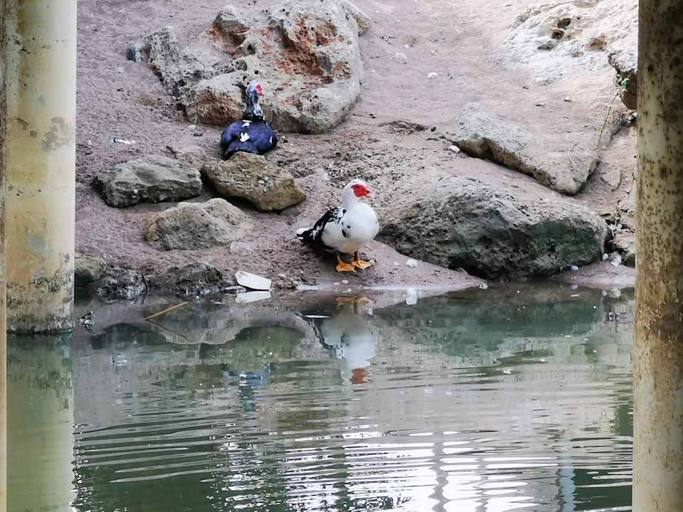 Gartenanlage Starlight Resort Hotel