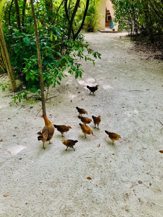 Gartenanlage Summer Island Maldives
