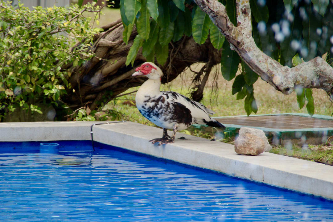 Pool Dusit Thani Krabi Beach Resort