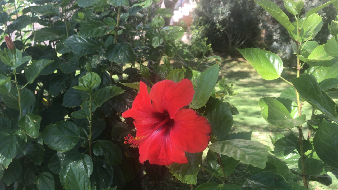 Gartenanlage Labranda Alantur Resort