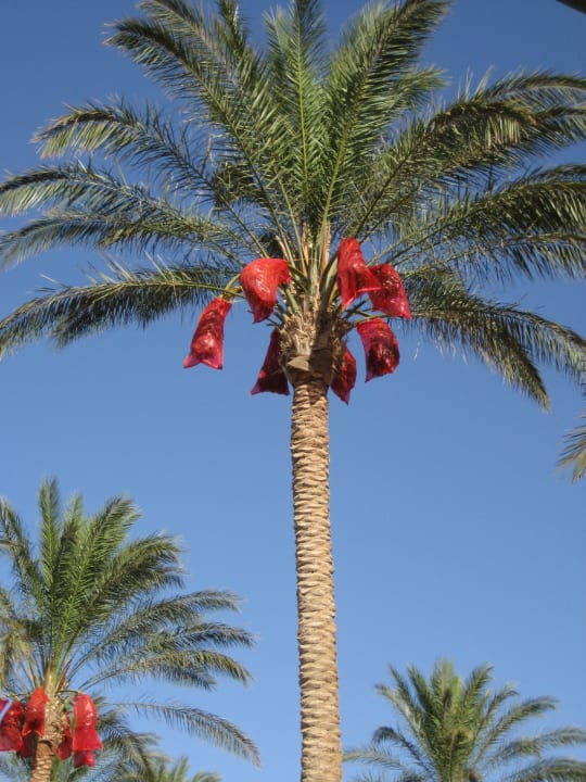 Dattel-Palme Palm Beach Resort