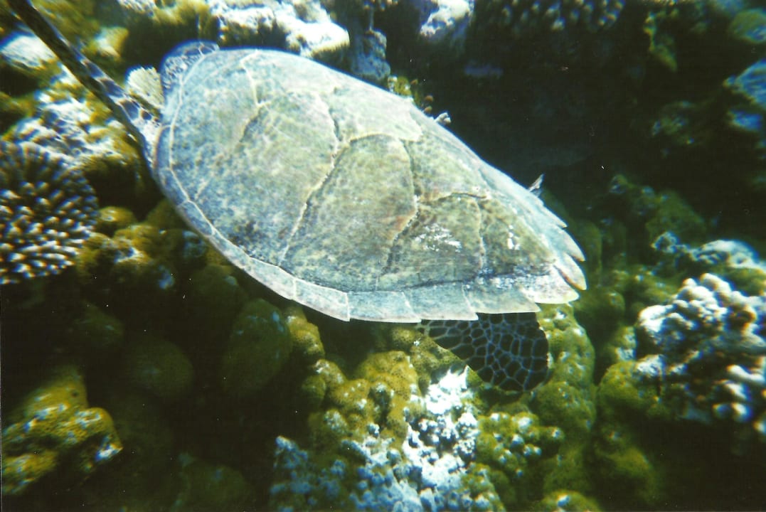 Schildkrötenausflug Meeru Maldives Resort Island