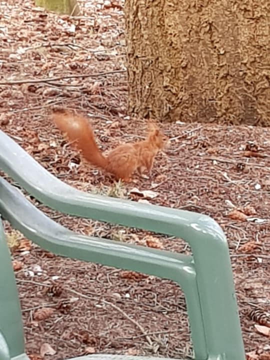 Ausblick Center Parcs Het Heijderbos