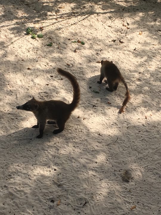 Sonstiges Iberostar Selection Paraiso Lindo