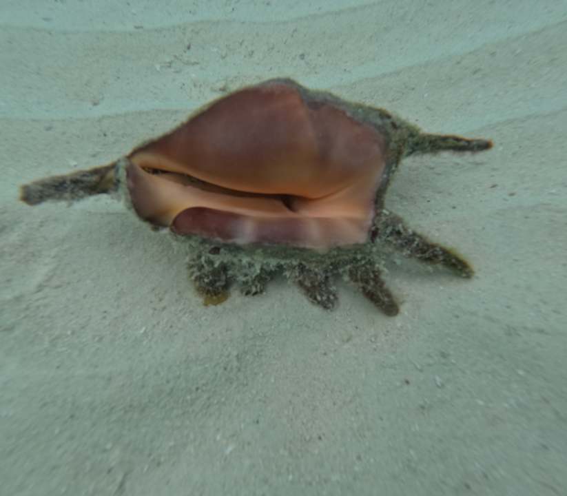 Strand NH Collection Maldives Havodda Resort