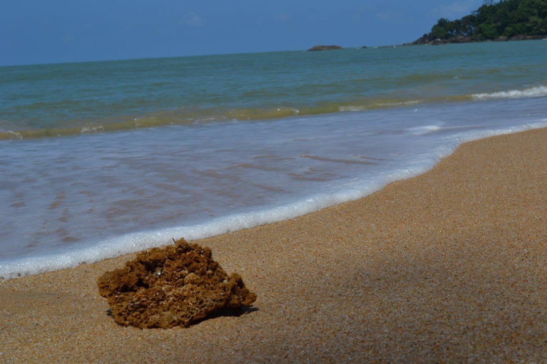 Koralle am Strand Khao Lak Merlin Resort