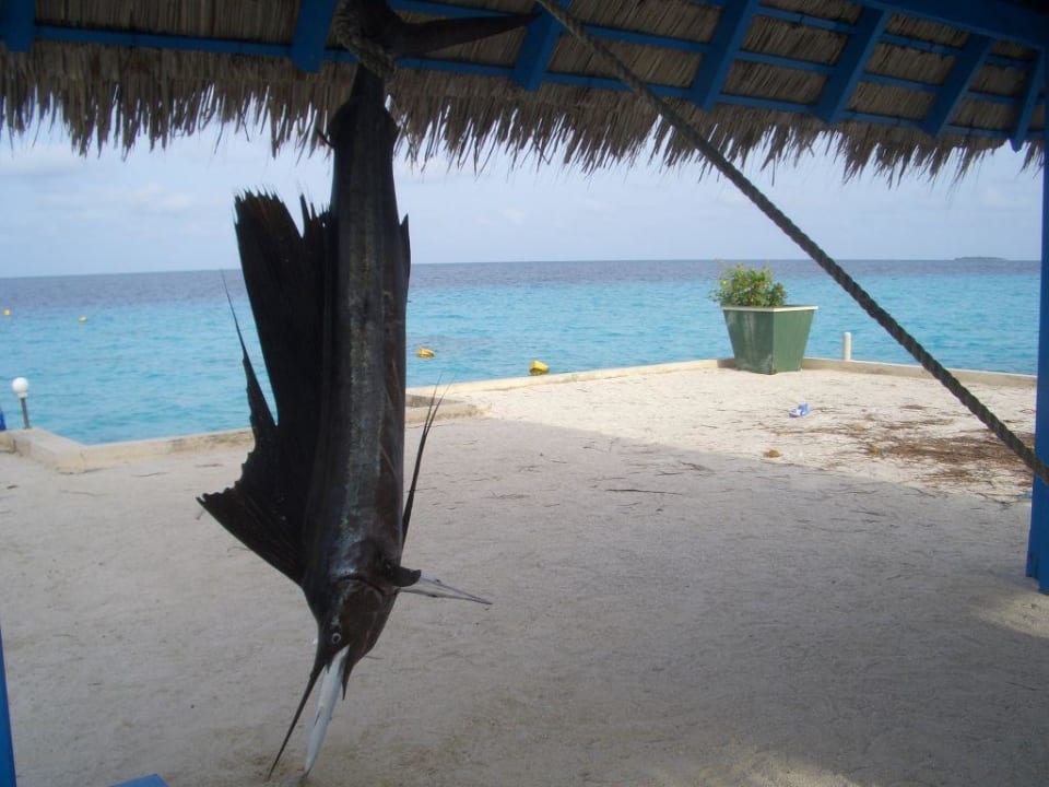 Spitz Summer Island Maldives