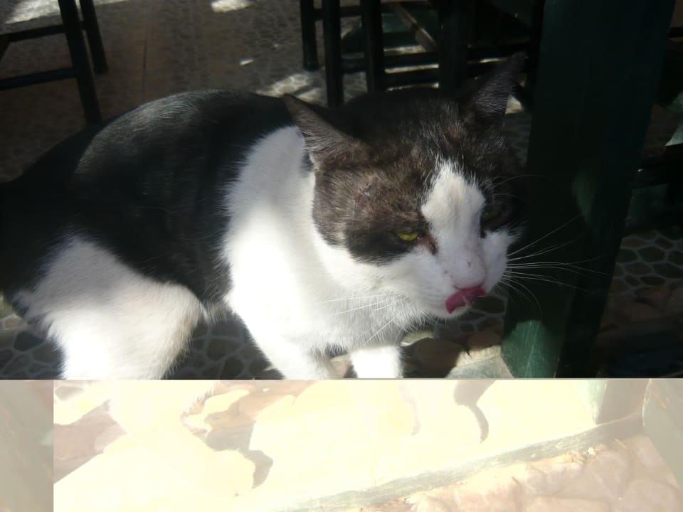 Miau, miau ... Giftun Azur Resort