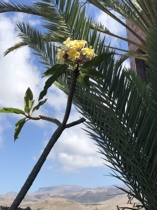 Gartenanlage Salobre Hotel Resort & Serenity