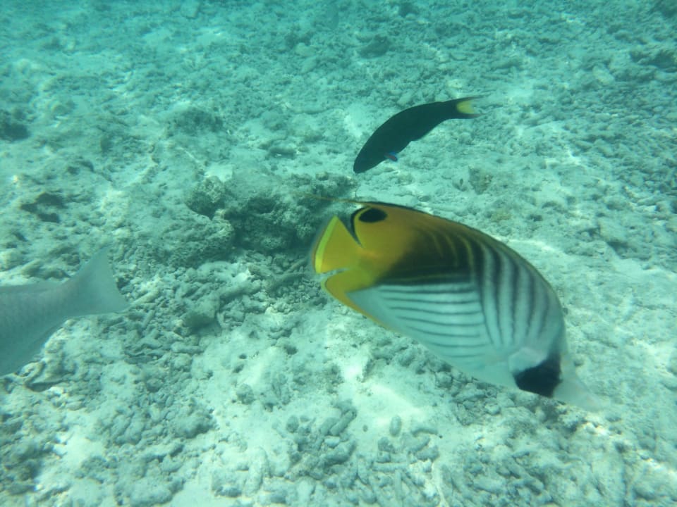 Unterwasserwelt Cinnamon Dhonveli Maldives