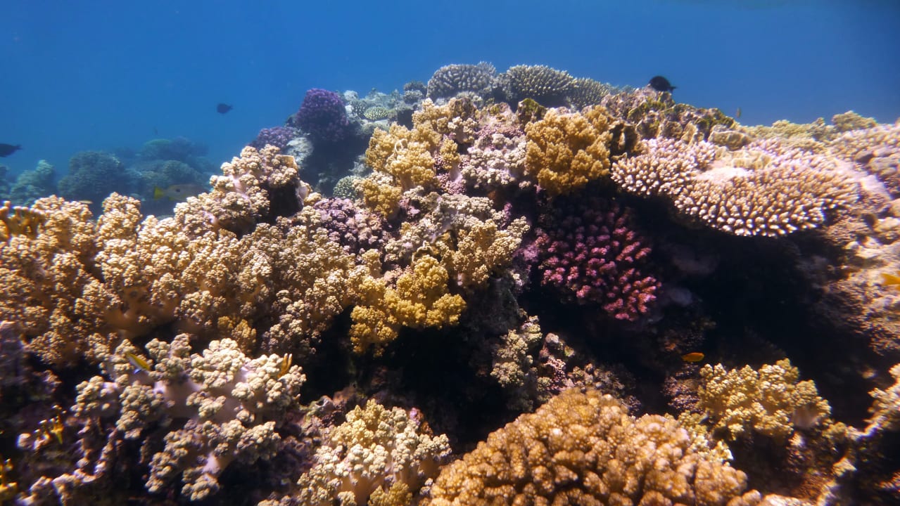 Sport & Freizeit Shams Alam Beach Resort