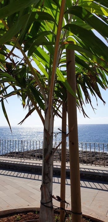 Gartenanlage Hotel Riu Buenavista