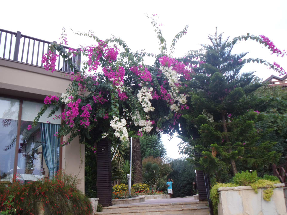 Gartenanlage Alba Resort Hotel