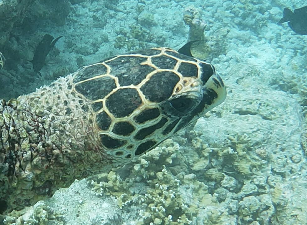 Sport & Freizeit Sun Siyam Olhuveli