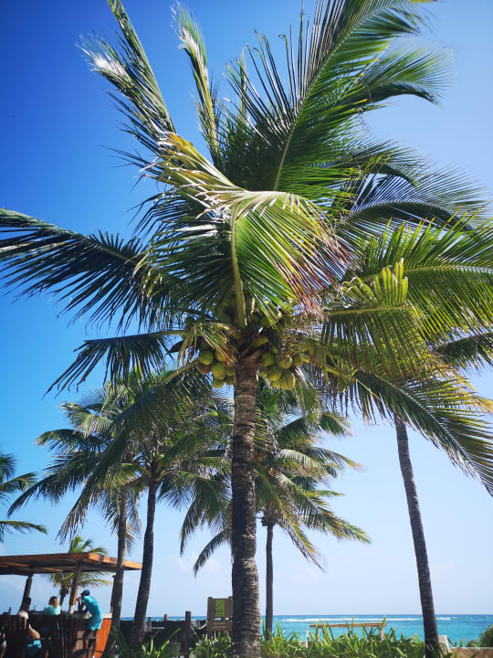 Pool Akumal Bay Beach & Wellness Resort